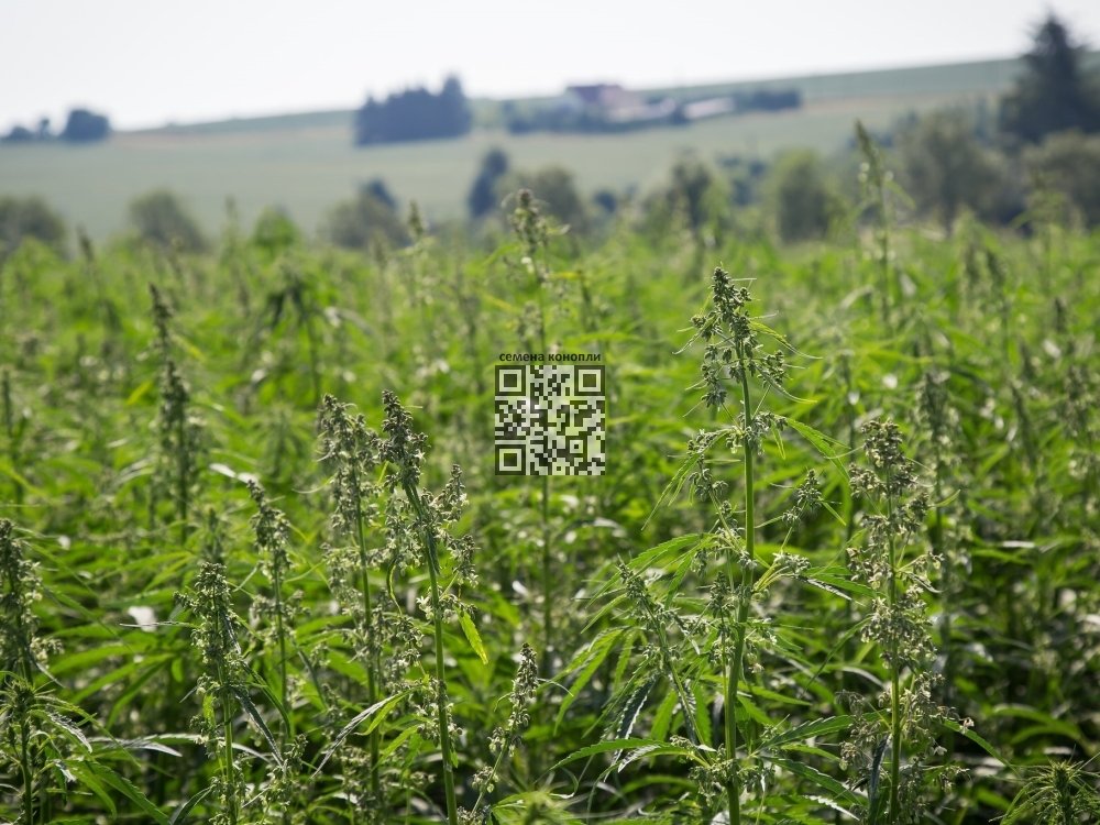 hemp-grow-russia.jpg