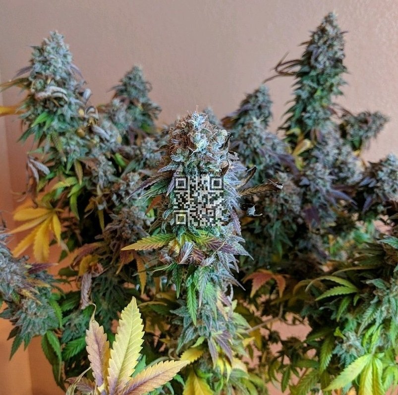 pineapple-express.jpg