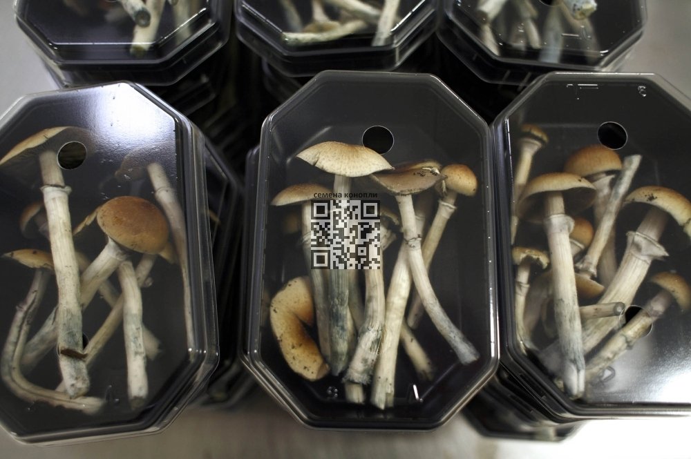 psilocybin-mushrooms-most-popular.jpg