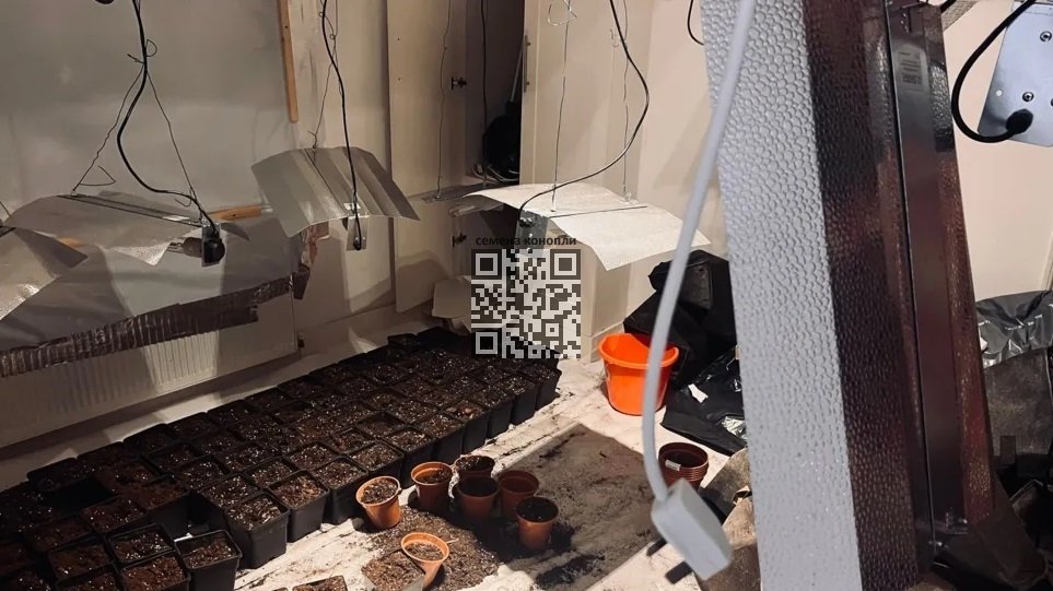 room-growing-cannabis.jpg