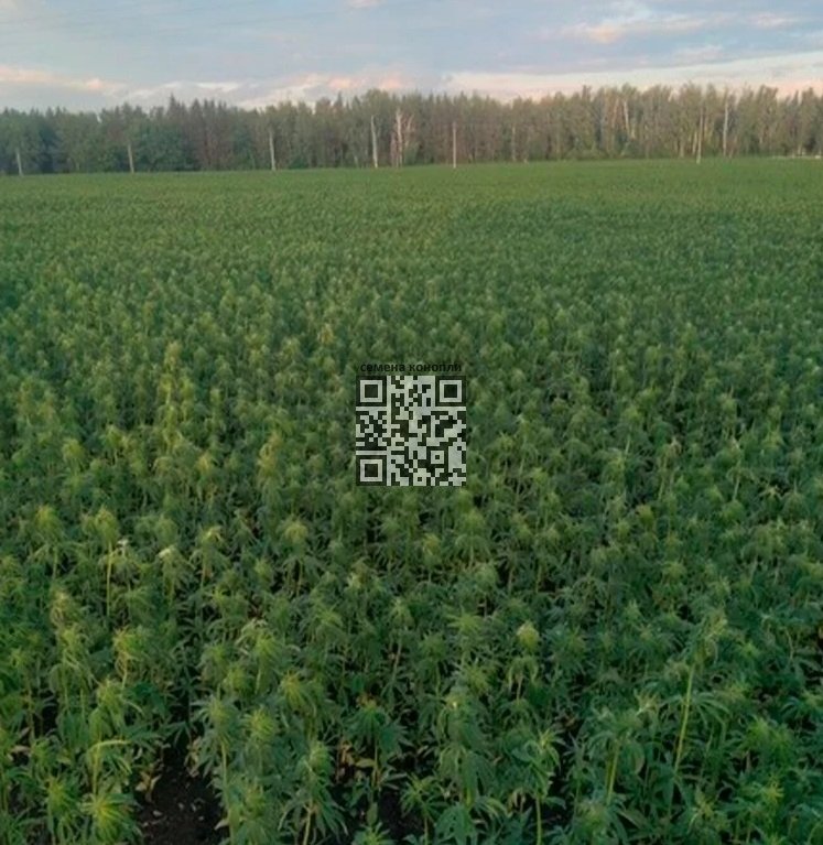 tatarstan-hemp-grow.jpg