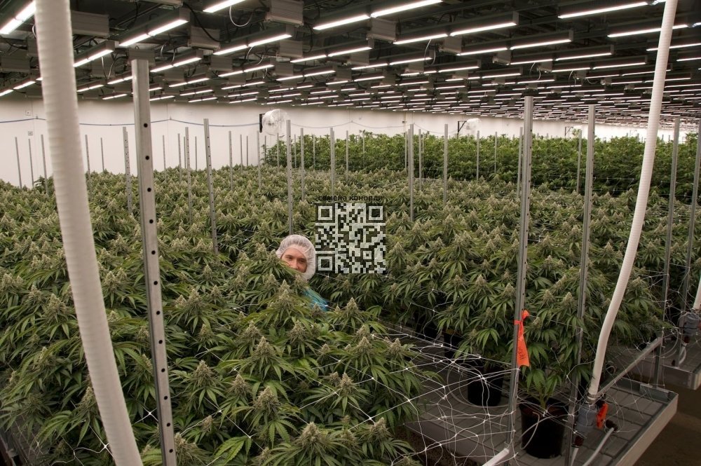 trulieve-cannabis-farm.jpg