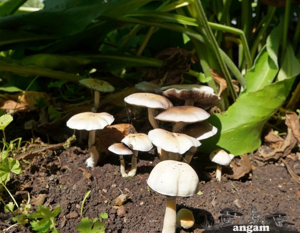 DSC04778.jpg