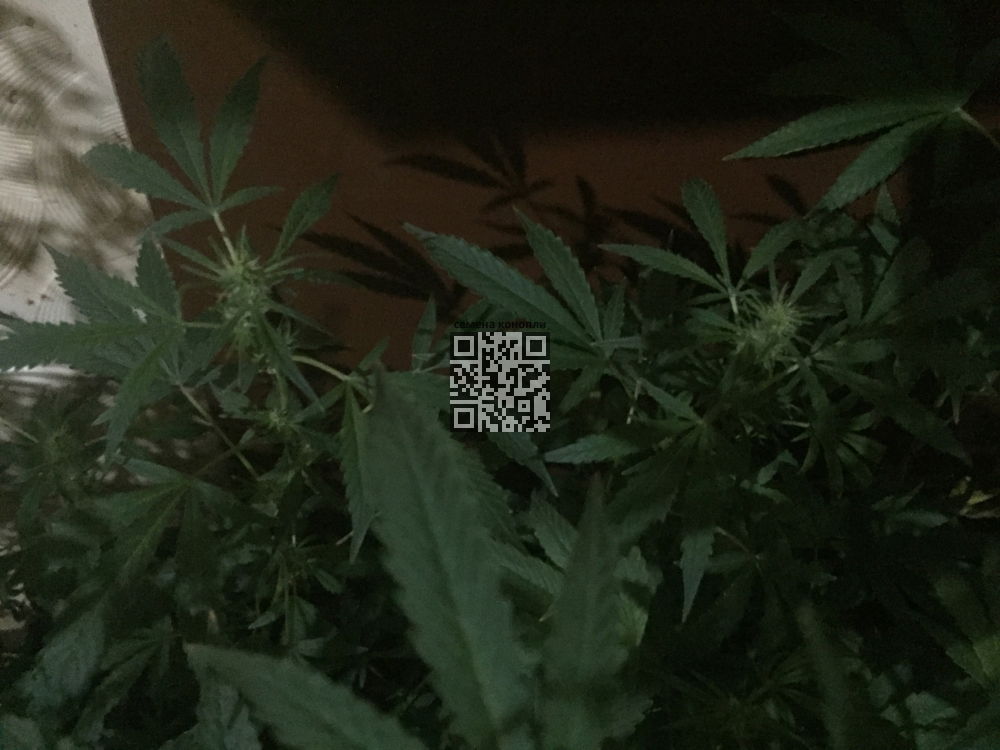 IMG_0264.JPG