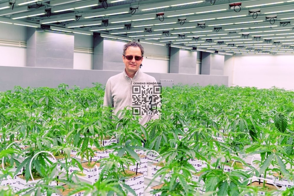 aphria-rx-cannabis-farm.jpg
