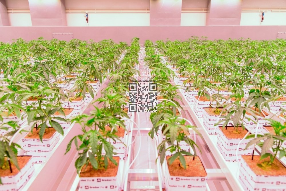 aphria-rx-cannabis-farm.jpg
