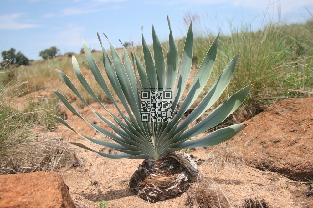 boophone-disticha.jpg