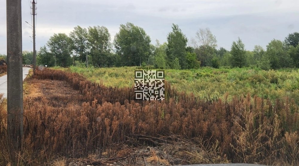 cannabis-dead-of-herbicide.jpg