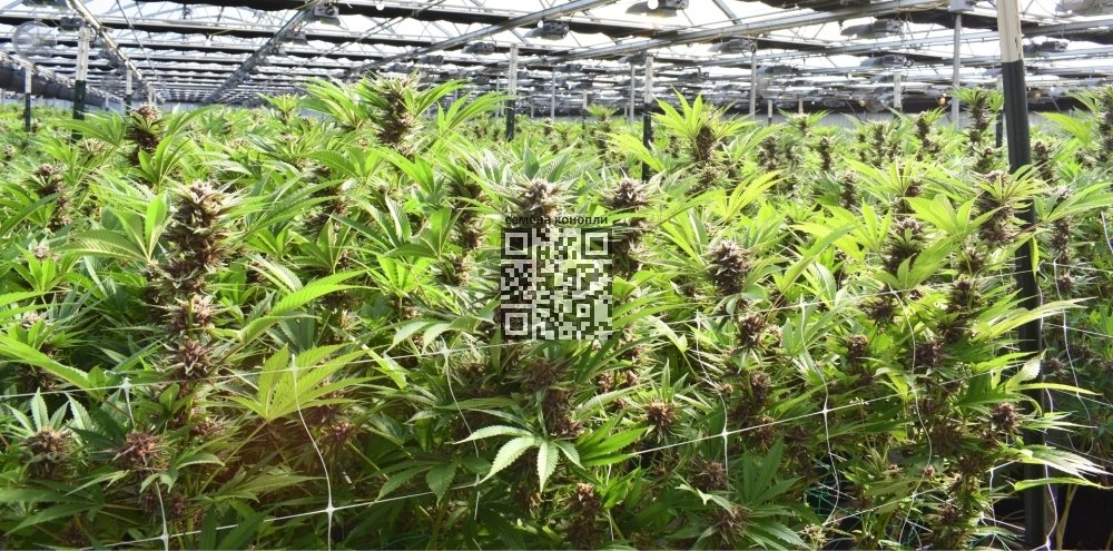cannabis-farm-somai-pharmaceuticals.jpg