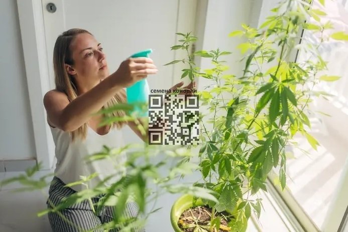 cannabis-grow-home.jpg