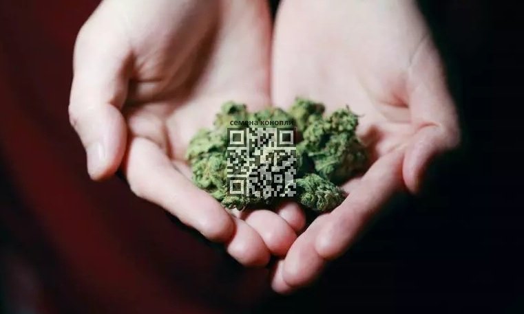 cannabis-heart.jpg