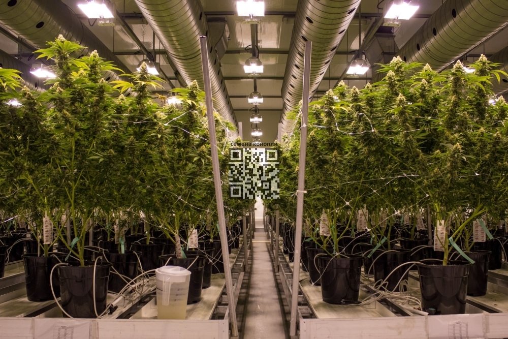 canopy-growth-cannabis-farm.jpg
