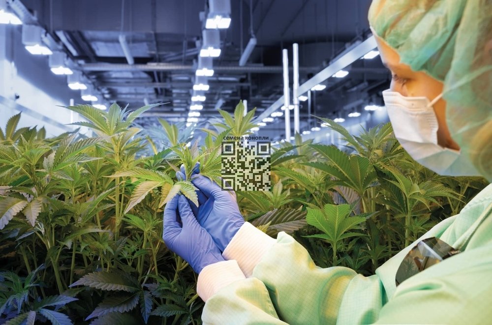 demecan-cannabis-farm.jpg