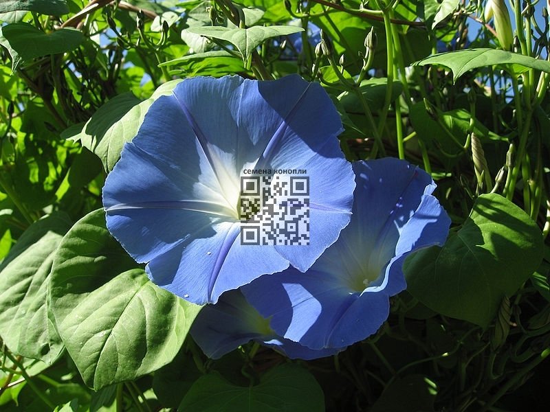 ipomoea-tricolor.jpg