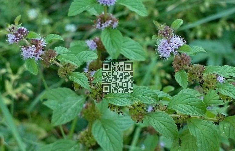 mentha-field.jpg