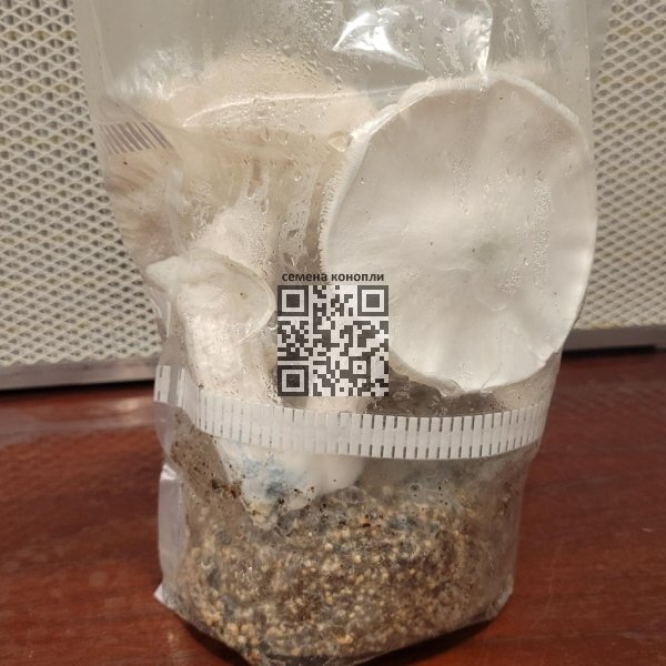 mikeadelics-mushrooms-grow.jpg