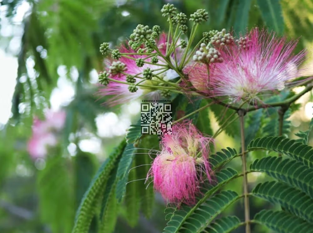 mimosa-hostilis.jpg