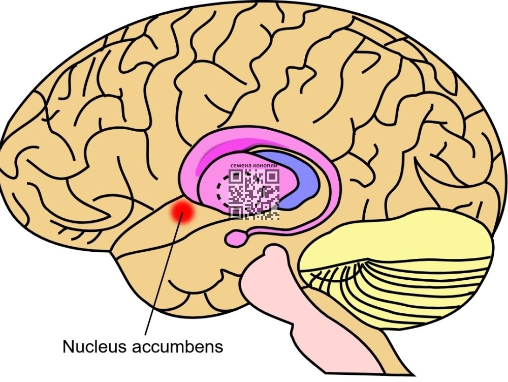nucleus-accumbens.jpg