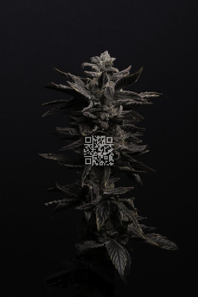 oracle-cannabis-strain.jpg