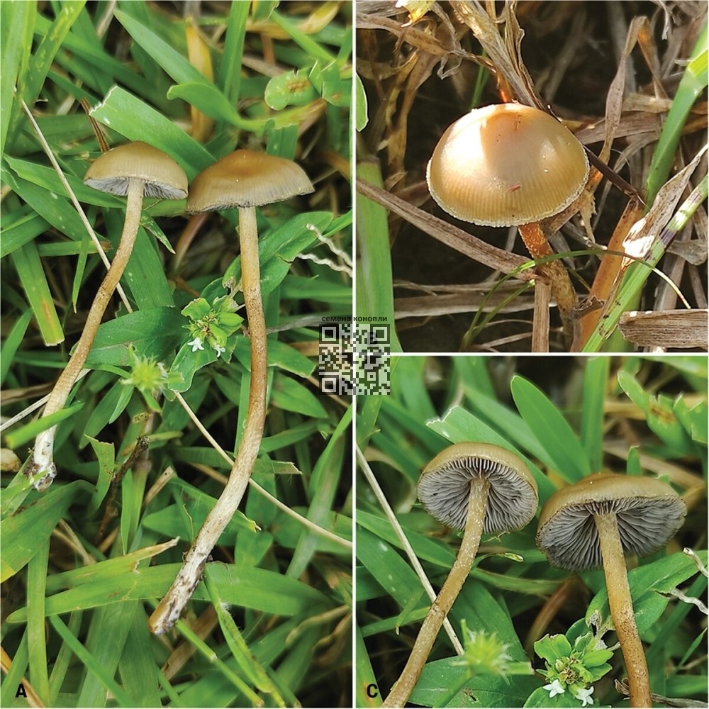 psilocybe-ingeli.jpg
