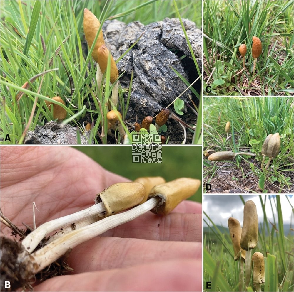 psilocybe-maluti.jpg