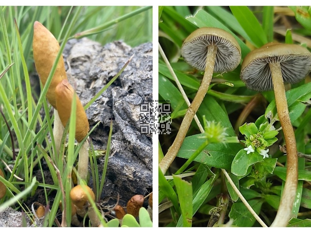 psilocybin-mushrooms-africa.jpg
