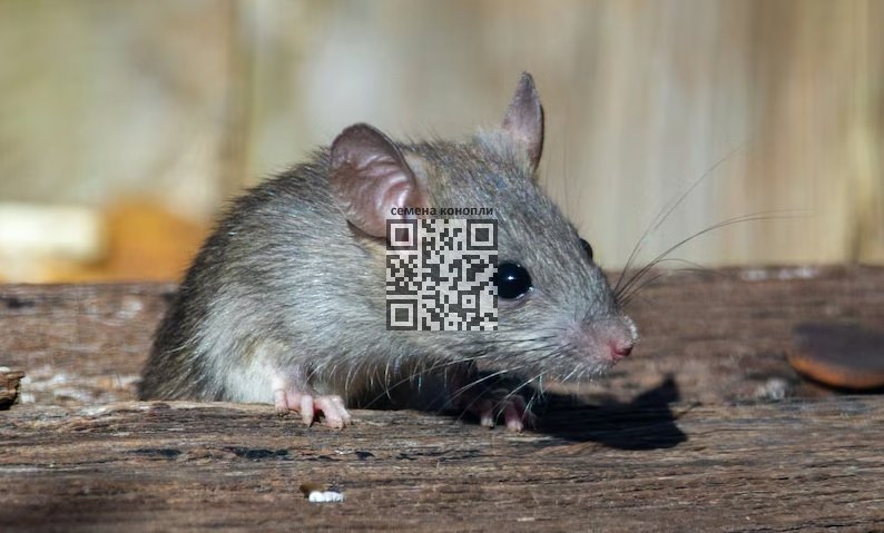 rat-testing.jpg