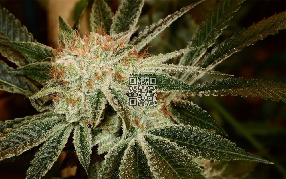 white-fire-og-strain.jpg