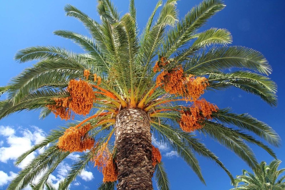 Date-palm-1875509012.jpg