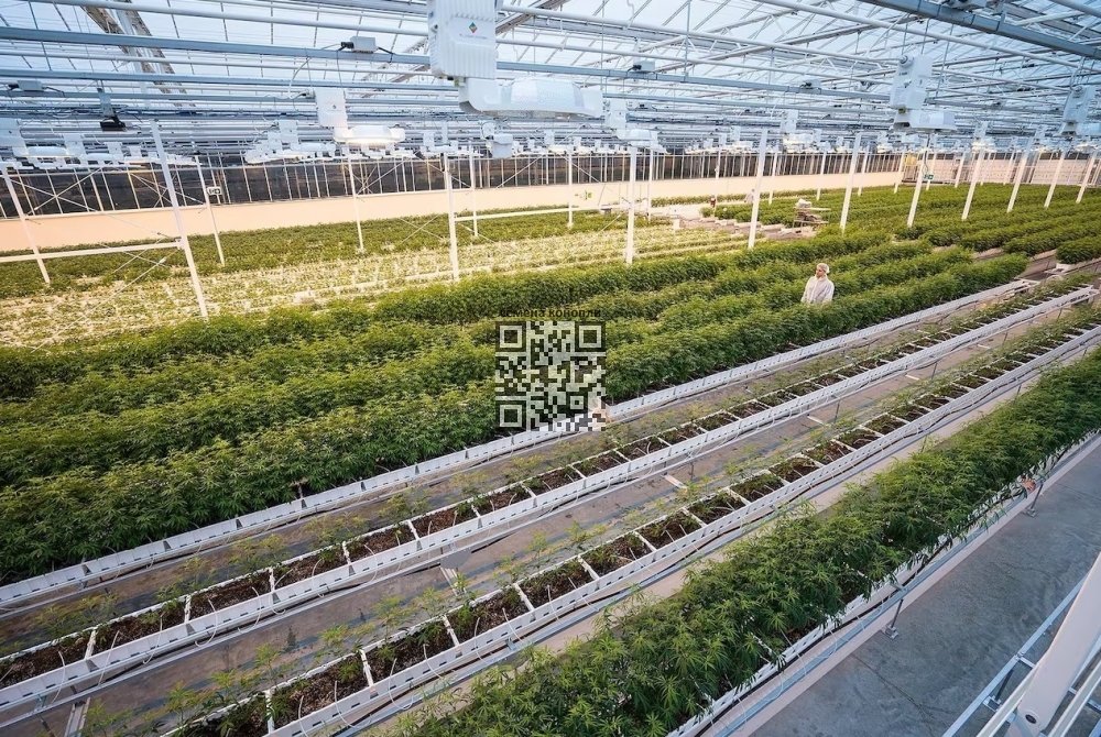 aurora-cannabis-farm.jpg