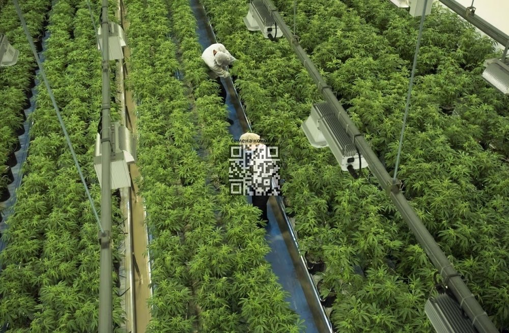 aurora-cannabis-farm.jpg