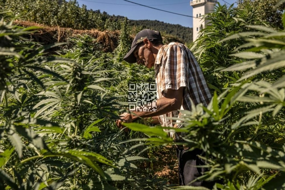 cannabis-beldia.jpeg