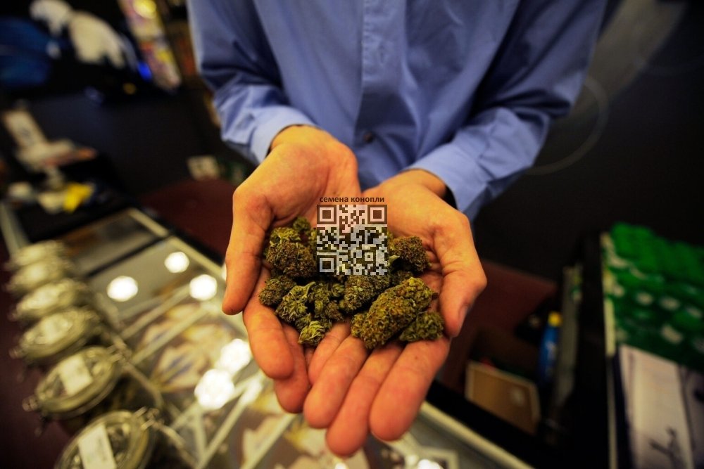 cannabis-buds.jpg