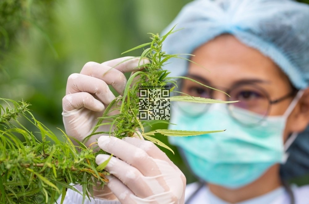cannabis-doctor.jpg