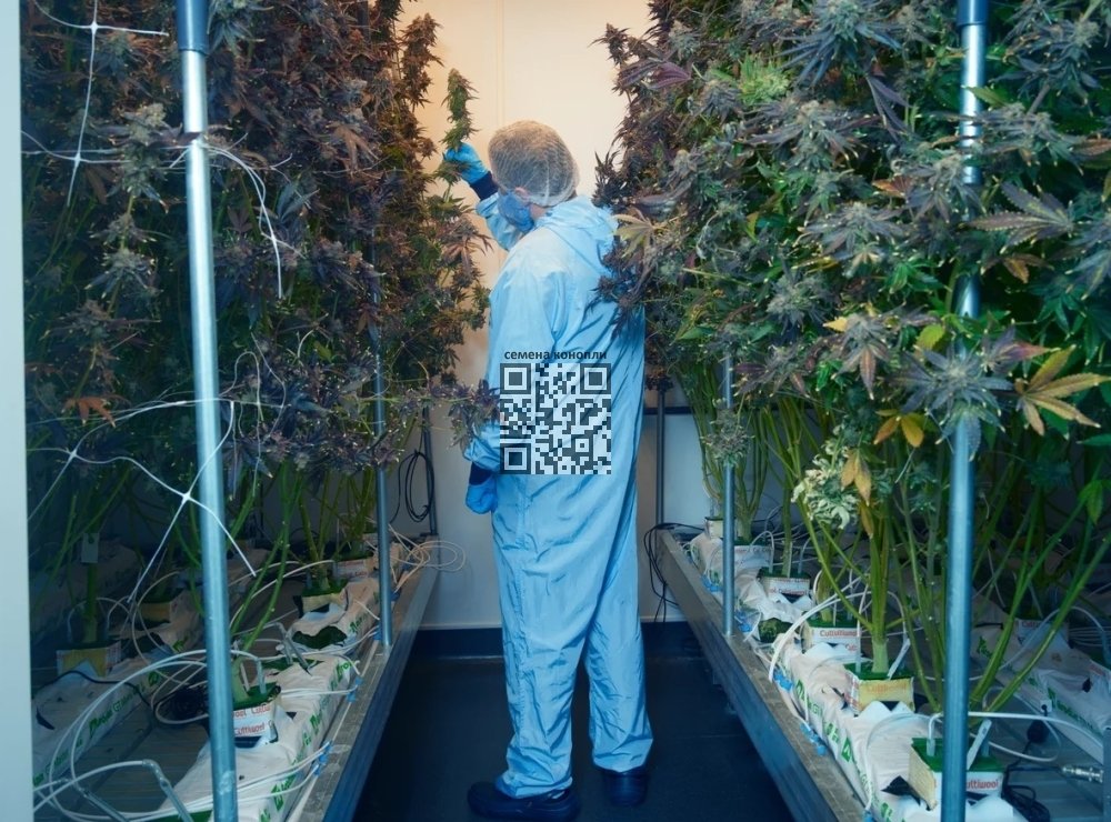cannabis-farm-research.jpg