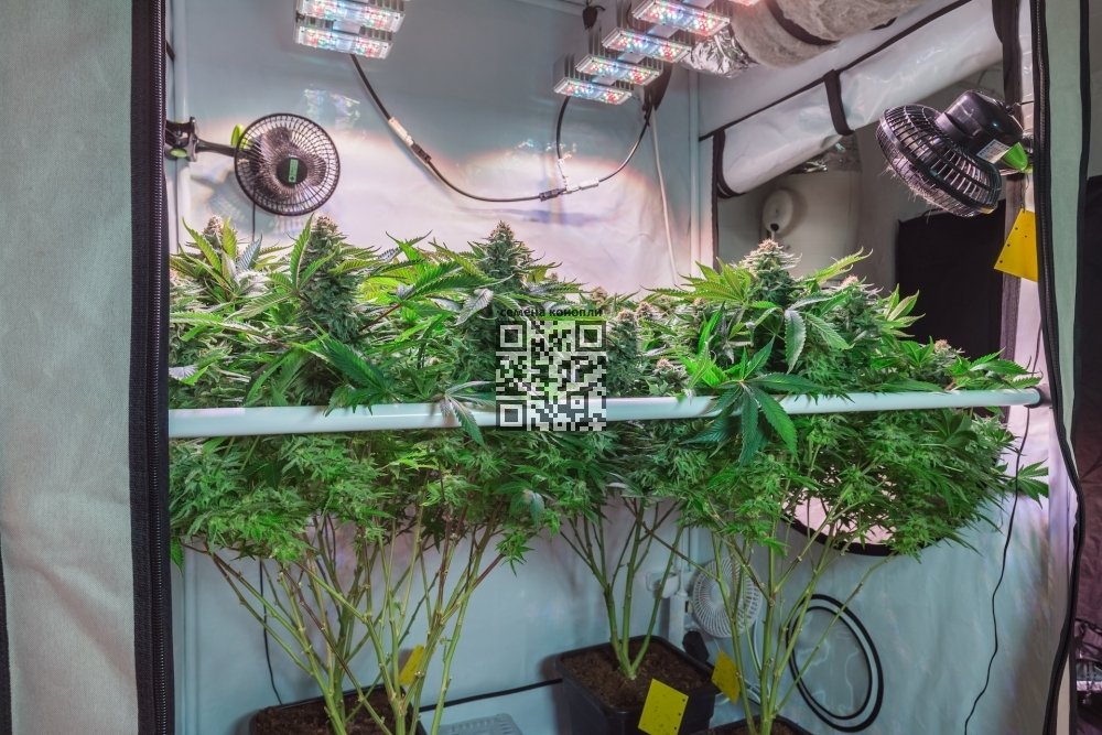 cannabis-grow-home.jpg