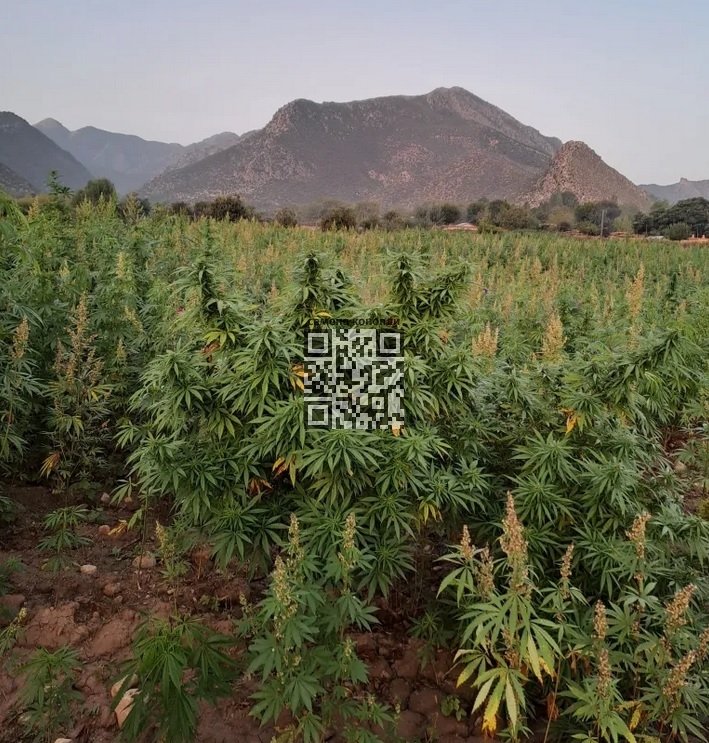 cannabis-grow-pakistan.jpg