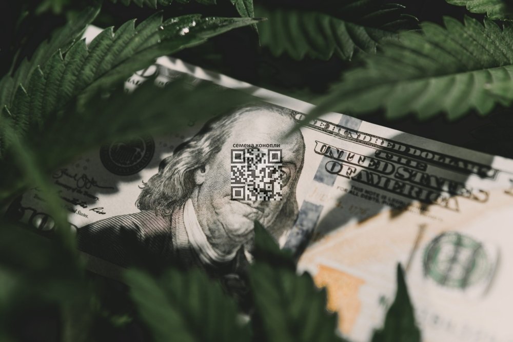 cannabis-money.jpeg