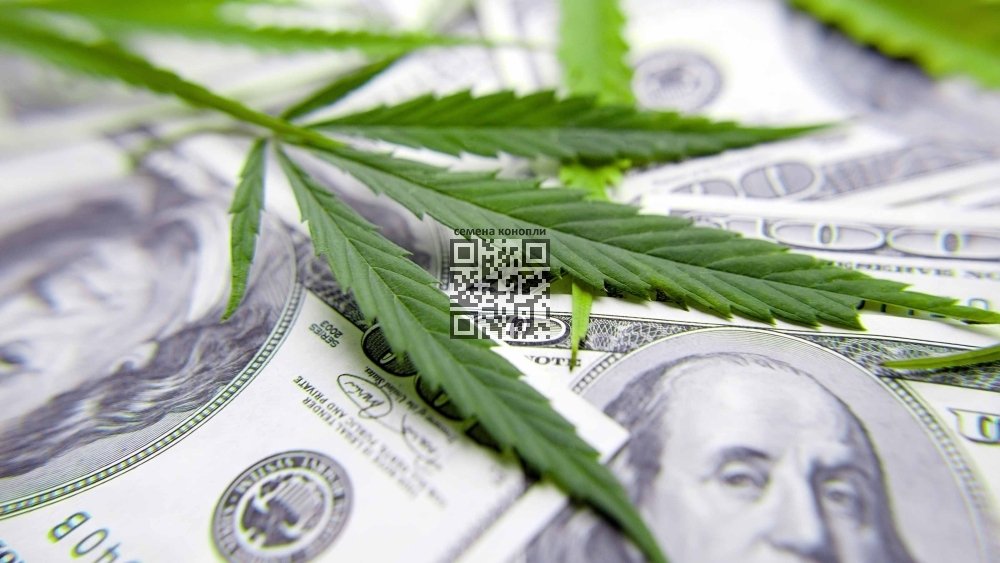 cannabis-revenue-pakistan.jpg