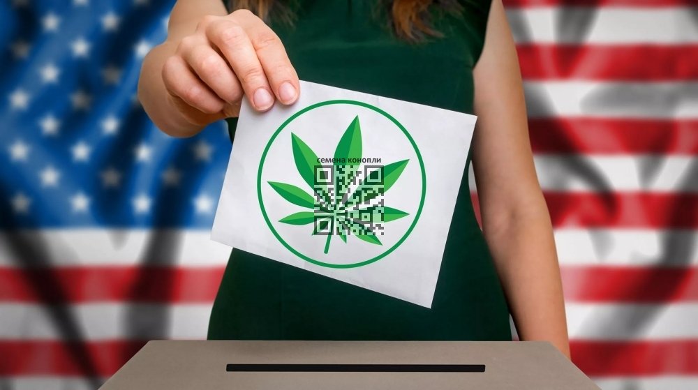cannabis-voting.jpg