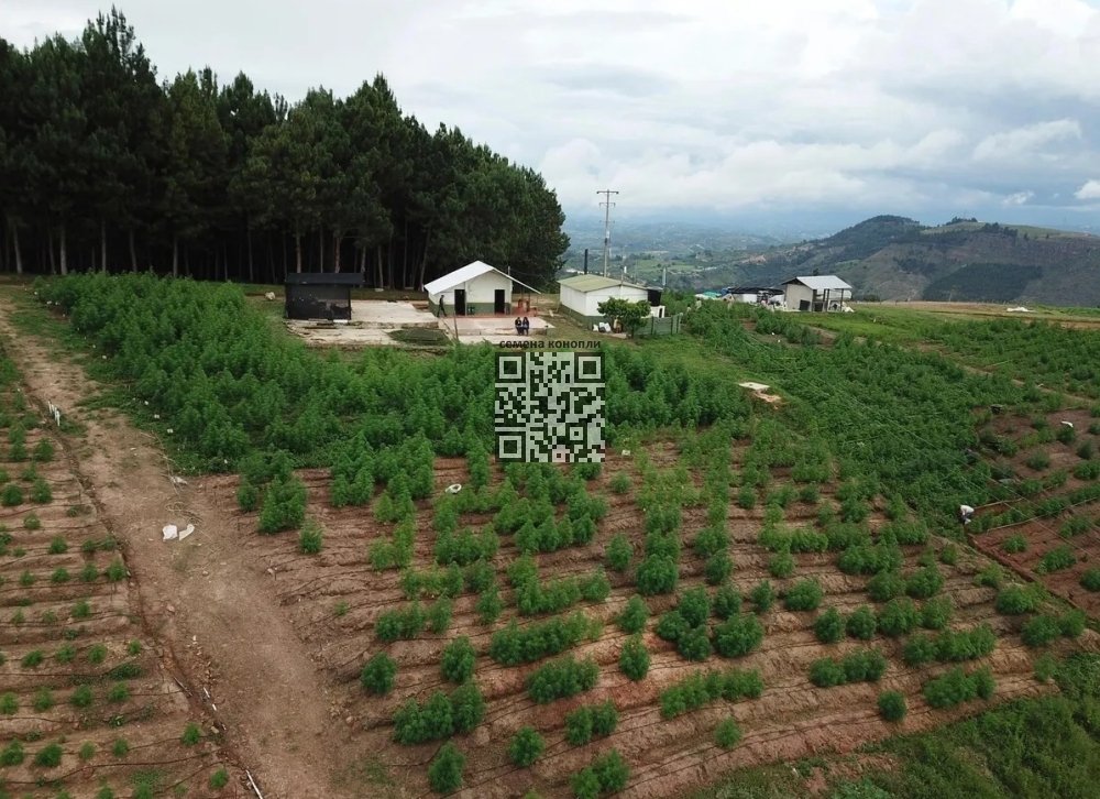 colombia-cannabis-grow.jpg