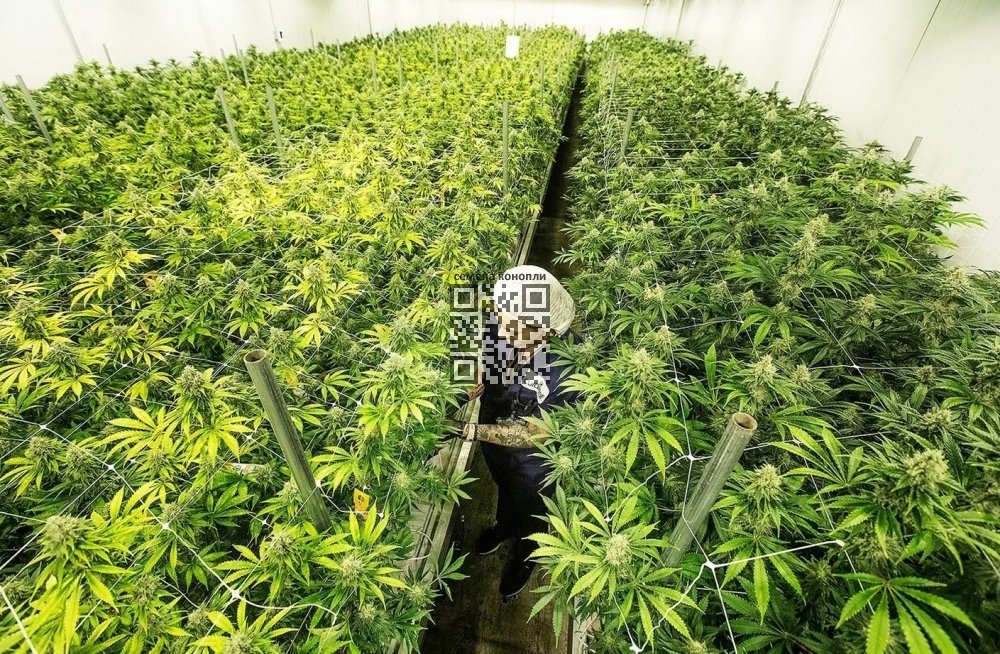 curaleaf-cannabis-farm.jpg