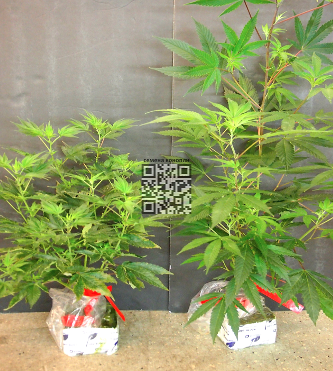 hlvd-healty-cannabis.png