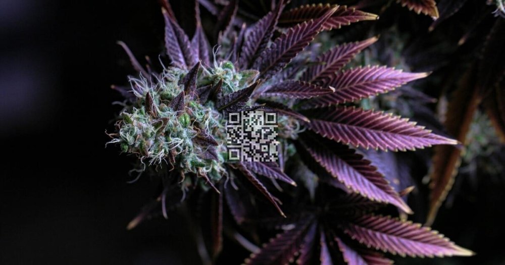 jamaican-lion-cannabis.jpg
