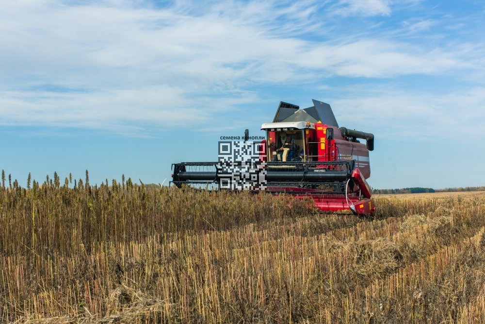 konopleks-hemp-field.jpeg