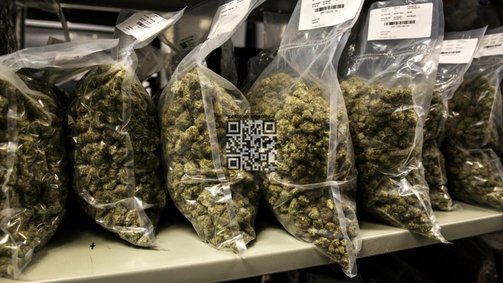 marijuana-packets.jpg