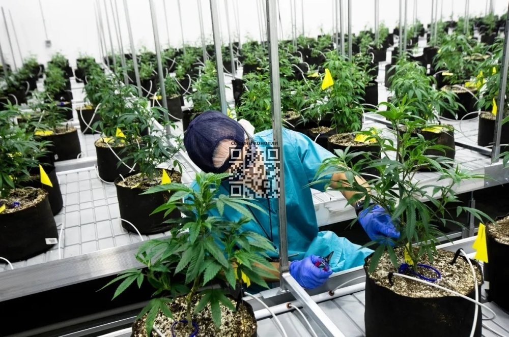medcan-grow.jpg