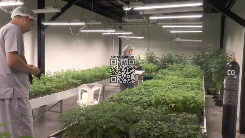 oriental-plantation-cannabis-farm.jpg
