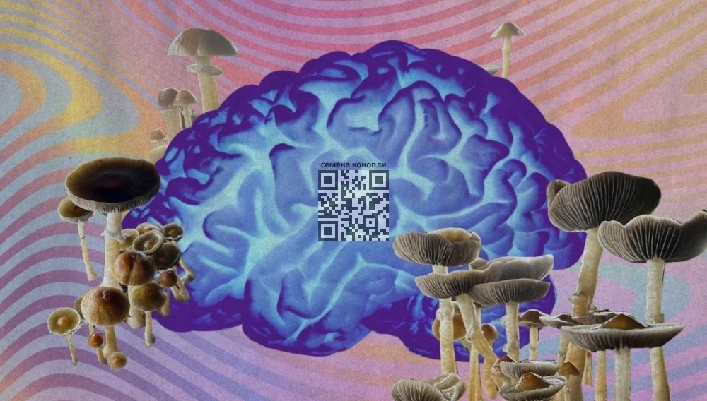 psilocybin-mushrooms-head-concussion.jpg