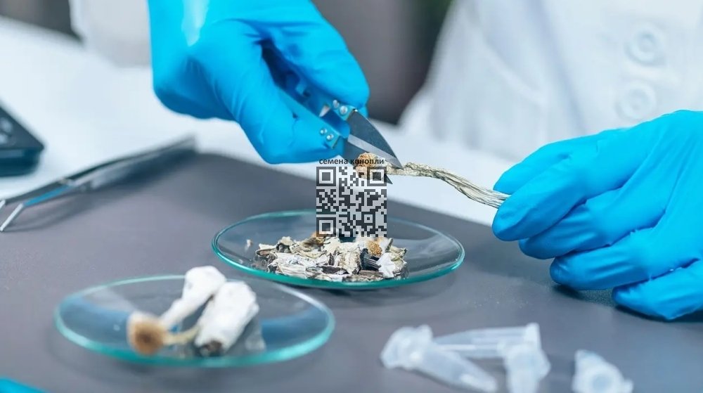 psilocybin-mushrooms-research.jpg